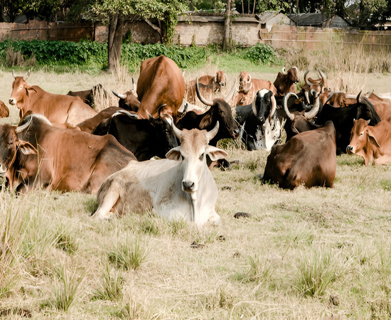 Gaushala